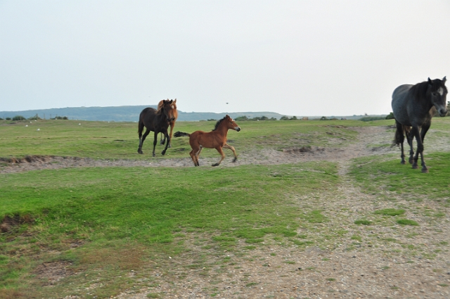 07 09 14_8473_edited-1.JPG - STANPIT, NATURE RESERVE - CHRISTCHURCH DORSET - 7.9.14 - THE UNEXPECTED FOAL - 2 WEEKS OLD - NO ONE KNEW THE MARE WAS PREGNANT!